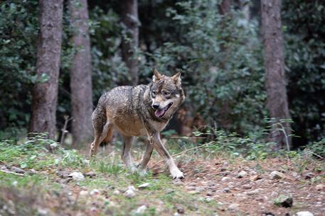 Censimento del lupo : primo passo per tutelare il predatore e gli interessi agricoli